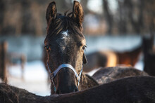 A Young Horse In A Halter Peeking Out From Behind Another Foal And Looks At The Camera. Foals Stand In A Paddock On A Winter Sunny Day