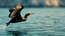 Cormorant Marine Bird In Flight Over The Calm Sea