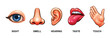 © YG Studio - Set of five human senses. Sight, smell, hearing, taste and touch. Vector illustration