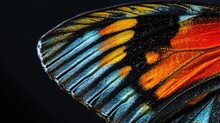 Colorful Butterfly Wing Closeup