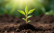 © Appu - young green plant in soil with sun rays in background. generative AI
