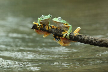 Wall Mural - frogs, flying frogs, two cute frogs are perched on wood above the river water