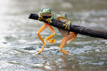 Wall Mural - frogs, flying frogs, two cute frogs are perched on wood above the river water