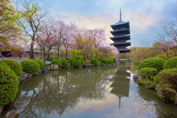 Sticker - Beautiful full bloom cherry blossom at Toji temple in Kyoto, Japan