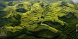 Rice field aerial view of rice fields,Wat ban wen rice fields in nan province thailand,Picturesque Paddy Fields of Wat Ban Wen.

