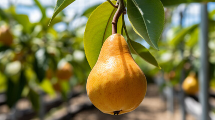 Canvas Print - pear on the tree