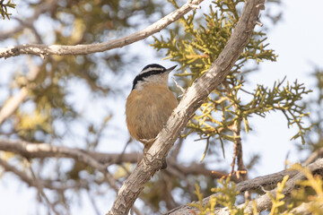 Wall Mural - A Red Breasted Nuthatch perches in the shade on the branch of a juniper tree with a clear blue sky behind the tree.