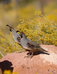 Wall Mural - A pair of Gambel Quail stand on a red sandstone boulder with bright yellow snakeweed flowers in the background on a sunny summer day in Ivins, Utah, USA.