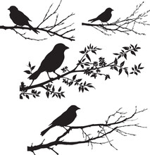 Set Of Sparrow Bird On Branch Black Silhouette On White Background