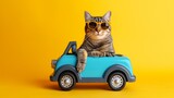 Fototapeta  - Funny cat with sunglasses in toy car on yellow background