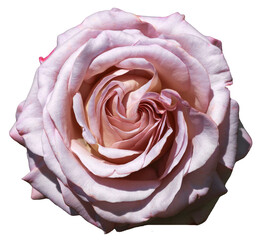 Sticker - Beautiful real single flower flowerhead of special pink coloured rose cut out on an isolated background	