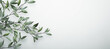 branches hanging green on white background