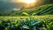 A sprout with green tea leaves rises higher than other tea bushes at the valley in the morning light. Generative AI.