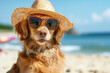portrait of dog wearing sunglasses and sun hat on beach. dog in hat and glasses in a bright sea, concept of vacation and tourism, close-up of shooting. Dog lying in the beach chair. Summer Holidays.