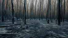 Burned Down Forest After Forest Fire. Scorched Earth And Trees.