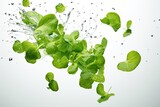 Fototapeta Panele - High resolution image of green leaves falling in zero gravity on white background representing fresh raw cherries