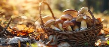 Edible Mushrooms Porcini In The Wicker Basket In Grass In Forest In Sunligh Close Up. Creative Banner. Copyspace Image