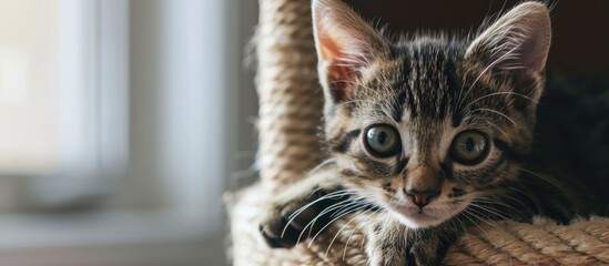 Sticker - Cute Tabby Kitten Relaxing on Top of Cat Tree. Creative Banner. Copyspace image