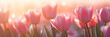 pink tulips in a field with sunlight, Beautiful tulip bouquet on bokeh background, Thanksgiving Mother's Day, valentines day