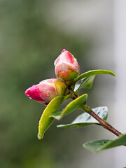 Sticker - 雨に濡れた山茶花の蕾