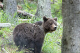 Fototapeta Zwierzęta - Portrait of bear standing in green spruce forest