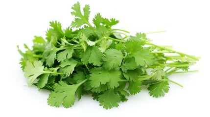 Wall Mural - Coriander on isolated white background.