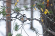 A small passerine Siberian tit perched on a twig in an old Pine forest in Urho Kekkonen National Park, Northern Finland	