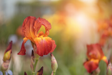 Wall Mural - red iris flower in sunlight. beautiful spring floral background. selective focus.