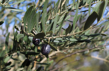 Macro shot of olive trees in garden of village house where organic farming is done. green gray thin long leaves. Delicious green black olives grown on tree branches. Olea europaea from family Oleaceae