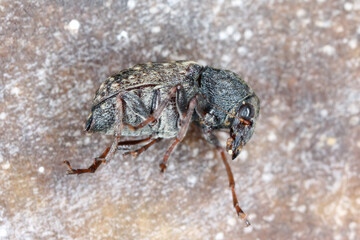 Wall Mural - Araecerus fasciculatus, the coffee bean weevil, is a species of beetle (Coleoptera) belonging to the family Anthribidae. Causes significant damage to stored food goods.