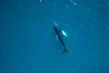 Fototapeta Tęcza - Aerial image of whale