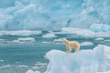 Fototapeta Tęcza - Polar bear on an iceberg