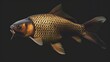 Carp in the solid black background
