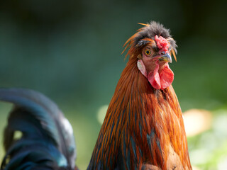 Sticker - Close up of a rooster