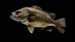 Freshwater Drum in the solid black background
