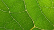 © AngrySun - Fresh green leaf texture macro close-up. Generative AI