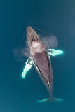 Fototapeta Tęcza - Humpback whale breathing