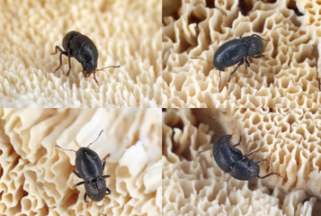 Wall Mural - Talpella atra, tiny beetle in the family Anthribidae. An endemic species that lives on Mauritius.