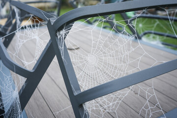 Frosty Spider Web in Winter Garden - Creativity in Nature 