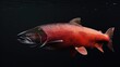 Coho Salmon in the solid black background