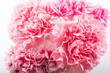 ピンクのカーネーションの花束のアップ