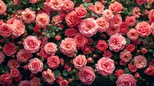 Pink Roses Background For Valentine Theme. Top View, Realistic And Very Detailed. Valentine Background.