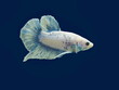 view of a white siamese fighting fish or betta splendens half-moon tail (HM) diving in fish tank isolated on blue background.