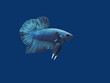 view of a black siamese fighting fish or betta splendens half-moon tail (HM) diving in fish tank isolated on blue background.