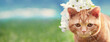 Cute funny ginger cat topped with flower wreath. Horizontal banner
