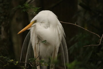 Wall Mural - Great Egret with Breeding Plumage