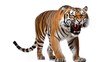 angry tiger showing its fangs on a white background