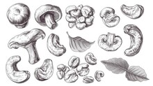 Set Hand Drawn Sketch Cashew Nut Vector On White Background