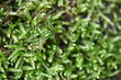Close up of moss structure