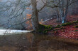 A winter pond, moss covered roots of a beech tree and red fallen leaves in the mountains of Crimea